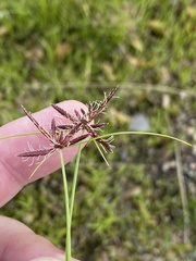 Cyperus schinzii