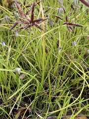 Cyperus schinzii