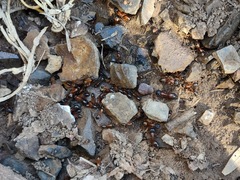 Camponotus semitestaceus
