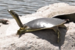 Apalone spinifera emoryi