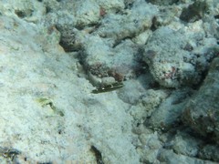 Halichoeres cosmetus