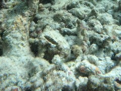 Halichoeres cosmetus