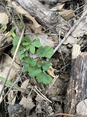 Corydalis triternata