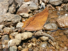 Charaxes psaphon