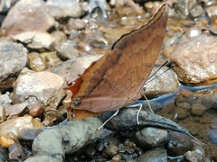 Charaxes psaphon