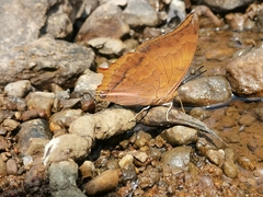 Charaxes psaphon