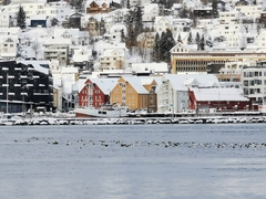 Somateria mollissima