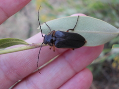 Cebrio fabricii