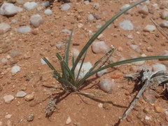 Ledebouria apertiflora