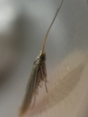 Coleophora versurella