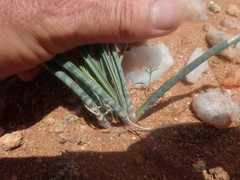 Ledebouria apertiflora