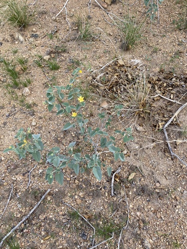 Abutilon fruticosum image