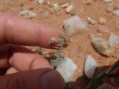 Ledebouria apertiflora