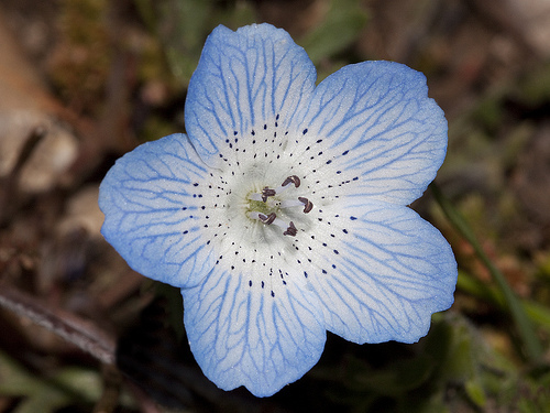 Nemophila menziesii var. menziesii