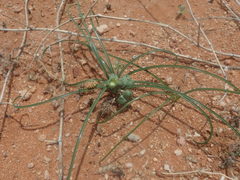 Albuca stapffii