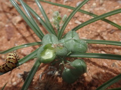 Albuca stapffii