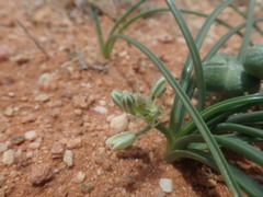 Albuca stapffii