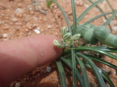 Albuca stapffii