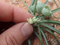Albuca stapffii