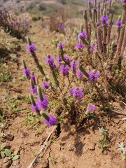 Pogostemon deccanensis