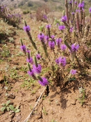 Pogostemon deccanensis