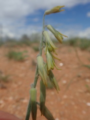 Dipcadi crispum