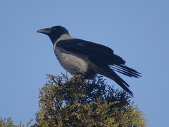 Corvus cornix