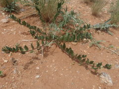 Talinum arnotii
