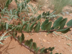 Talinum arnotii