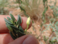 Talinum arnotii