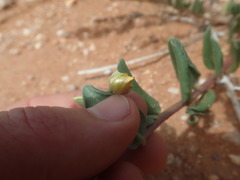 Talinum arnotii
