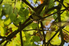 Apalis personata