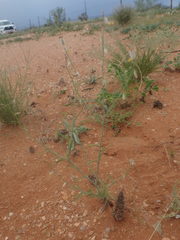 Polygala leptophylla