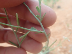 Polygala leptophylla