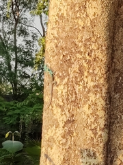 Calotes goetzi