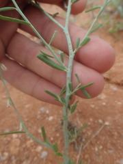 Polygala leptophylla