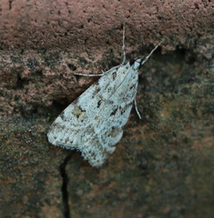 Scoparia ingratella
