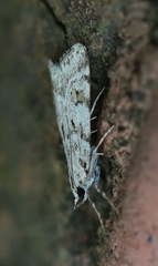Scoparia ingratella