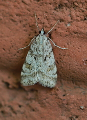 Scoparia ingratella