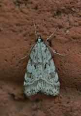 Scoparia ingratella