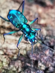 Cylindera versicolor