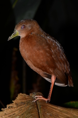 Amaurolimnas concolor