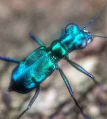 Cylindera versicolor