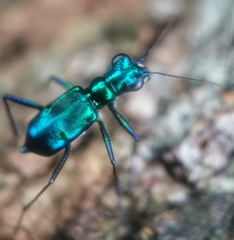 Cylindera versicolor