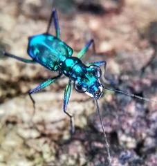 Cylindera versicolor
