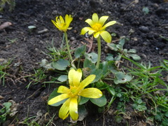 Ficaria verna