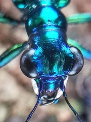 Cylindera versicolor