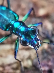Cylindera versicolor