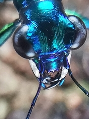 Cylindera versicolor