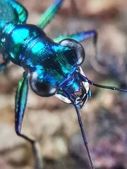 Cylindera versicolor